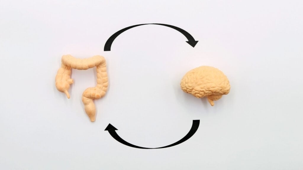 Model of gut-brain axis. 