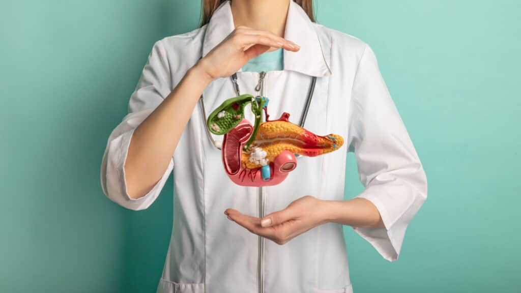 female doctor holding model of pancreas.