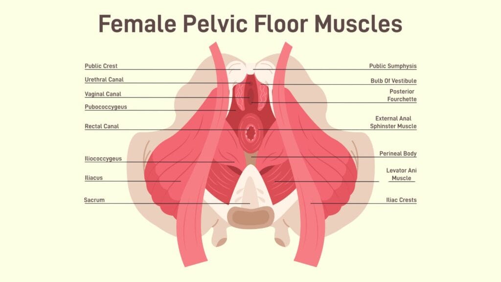 Female pelvic floor muscles diagram