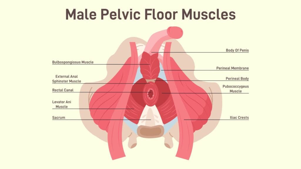 male pelvic floor muscles diagram