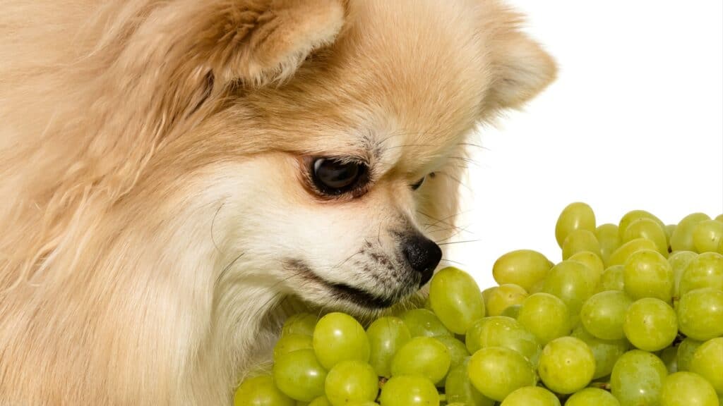 Dog with grapes. 