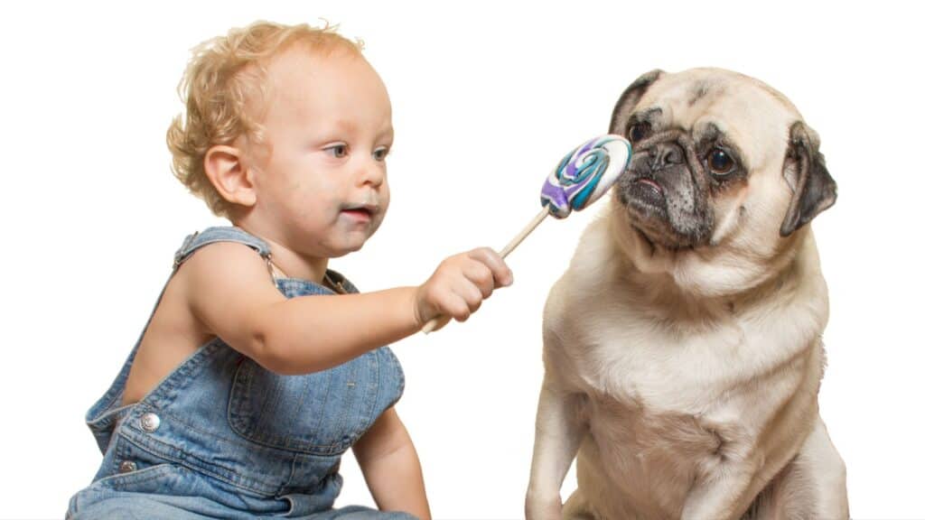 Toddler, lollipop and pug. 