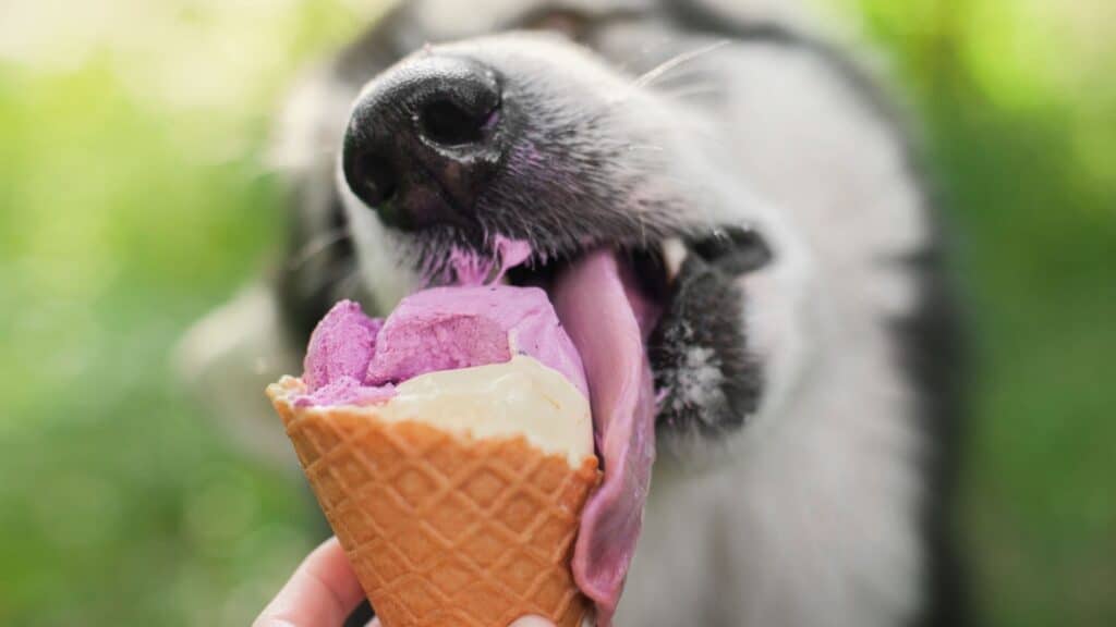 dog eating ice cream.