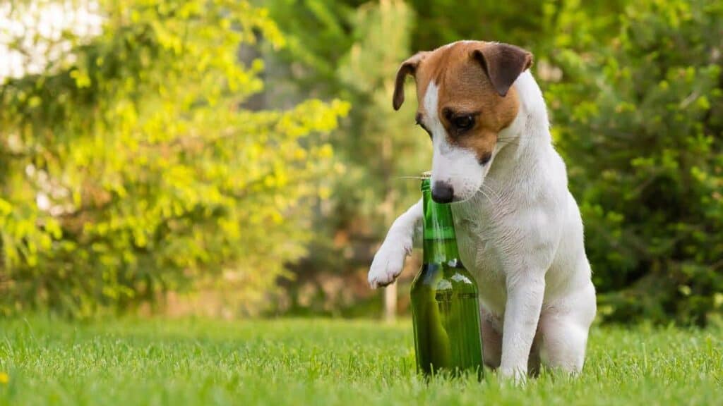 dog-with-beer-bottle.