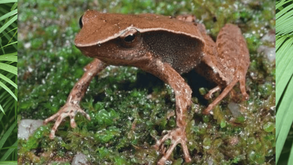 Sharp-Snouted Day Frog.