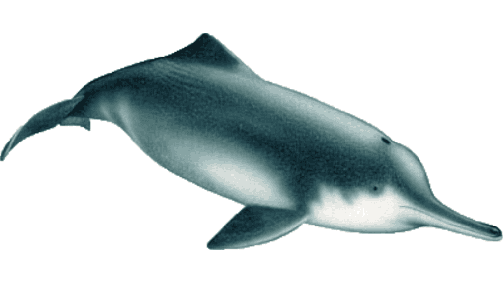 Chinese River Dolphin.
