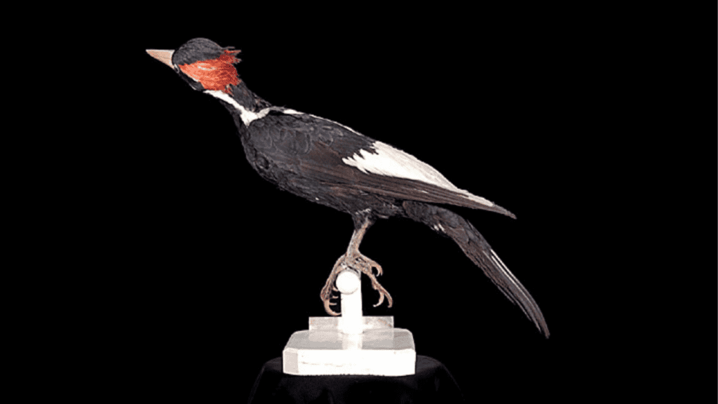 Ivory-Billed Woodpecker.