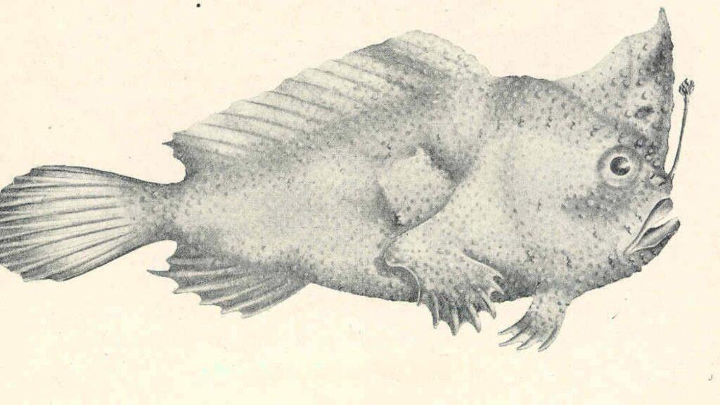 The smooth handfish (Sympterichthys unipennis).