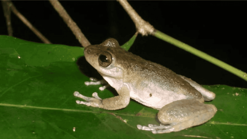mountain mist frog (Litoria nyakalensis).