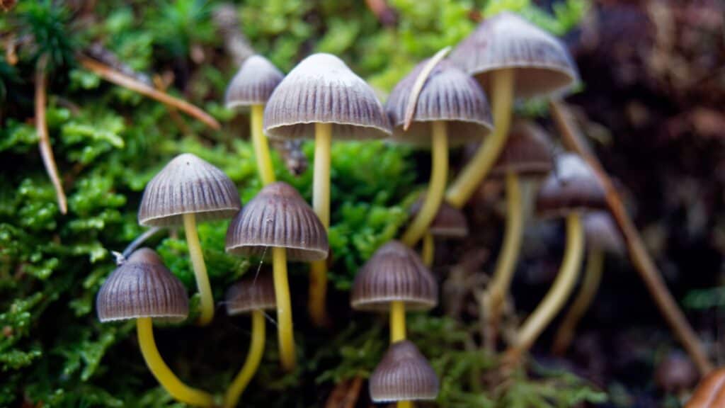 psilocybin mushrooms. 