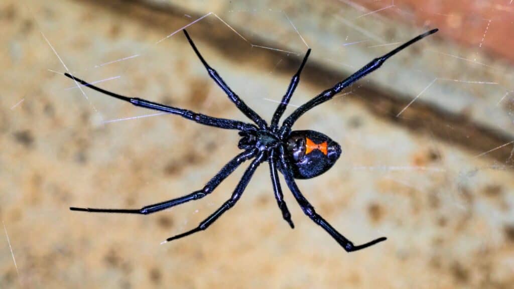 Black widow spider. 