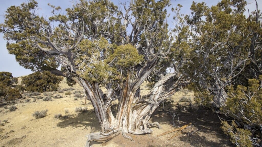 Bristlecone Pine (Pinus aristata). 