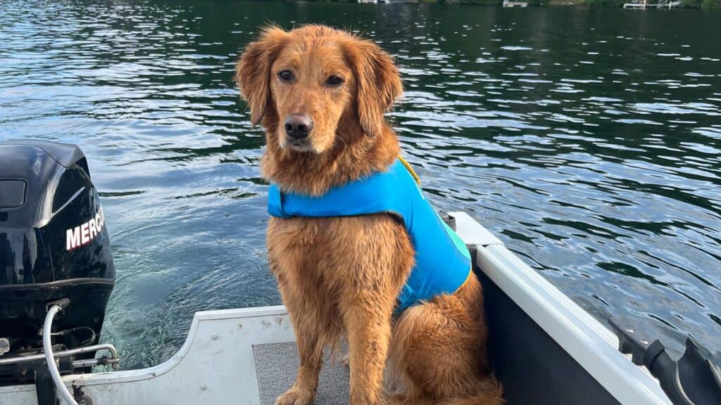 dog on boat.