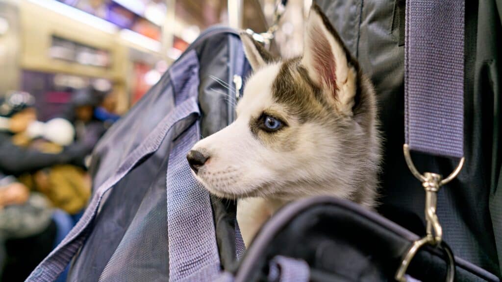 Dog in bag on subway.