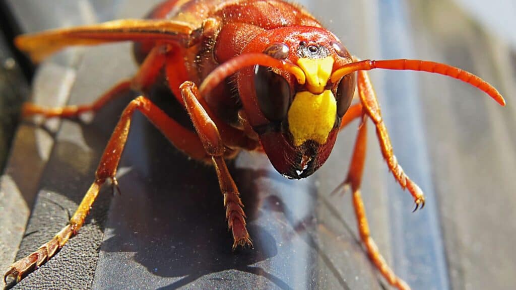 Giant hornet. Murder hornet. 