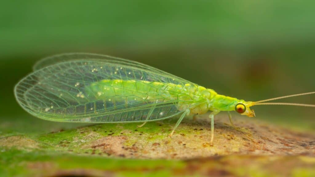 Green lace wing. 