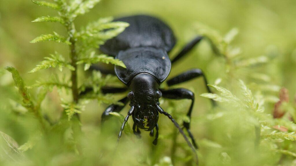 Ground beetle.