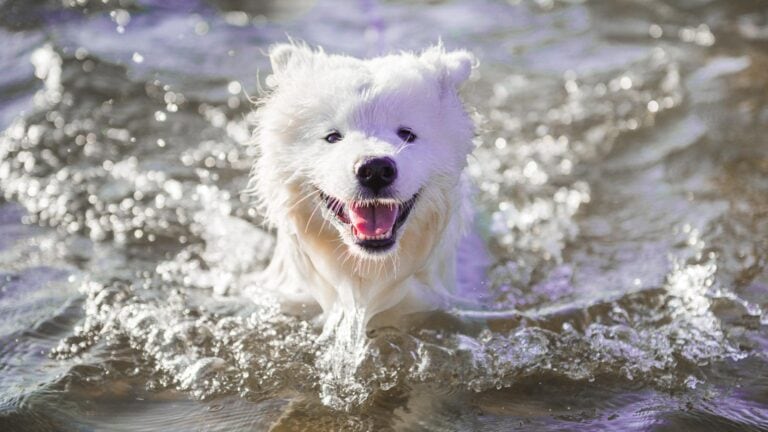Happy Dog swimming.