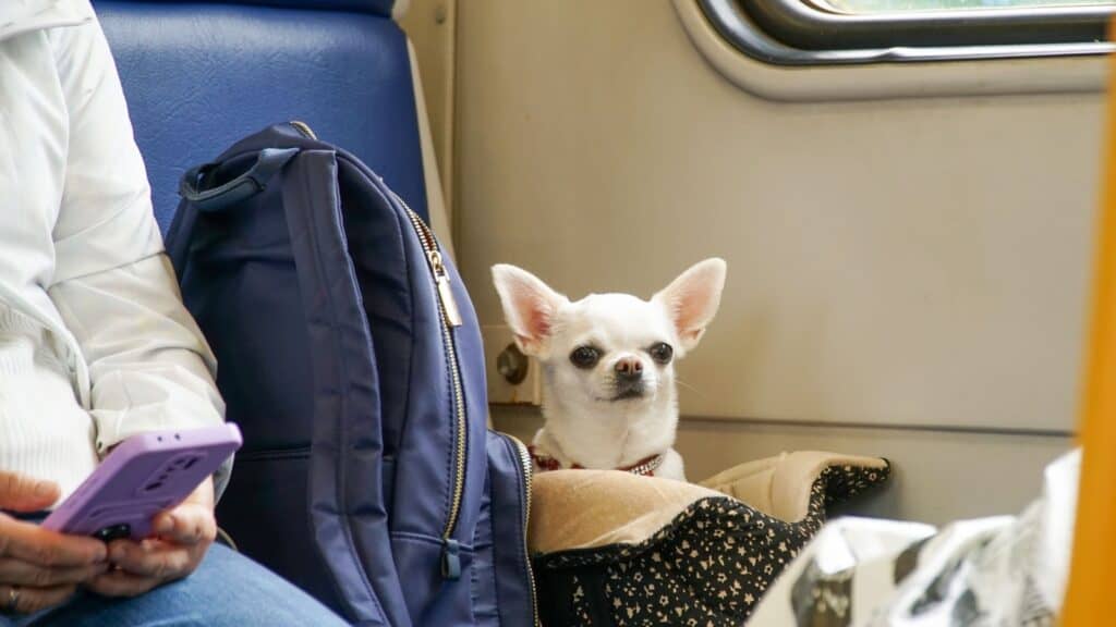 Train travel with dog. 