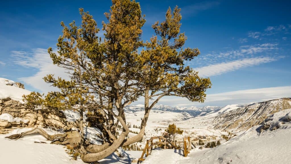 Whitebark Pine (Pinus albicaulis).