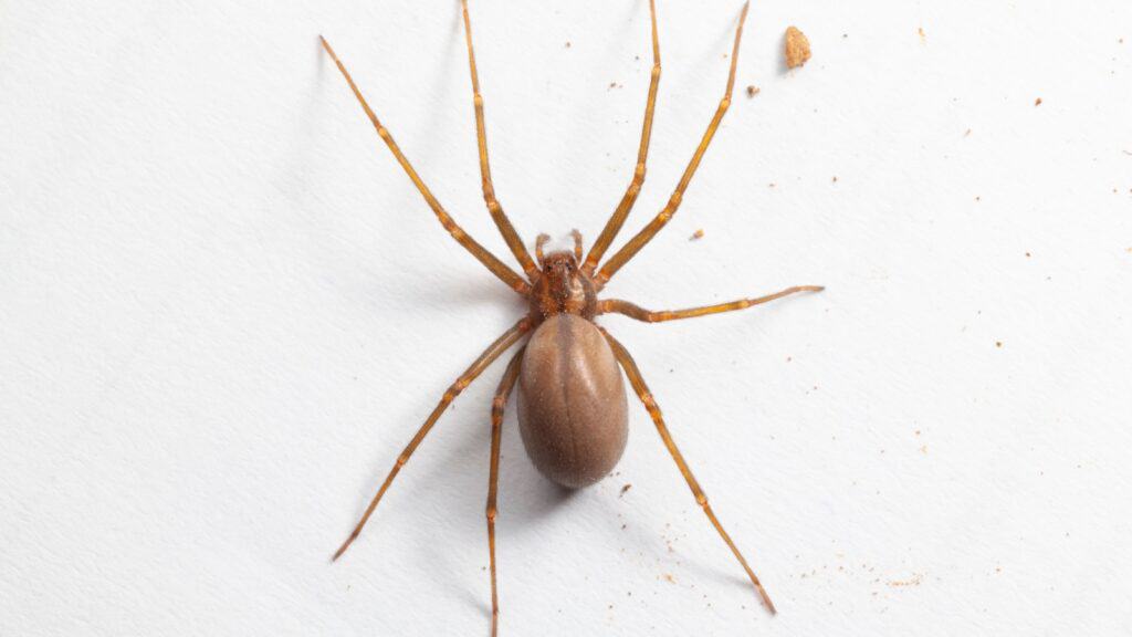 brown recluse spider. 