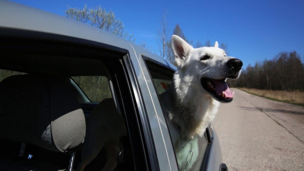 dog head out car window. 