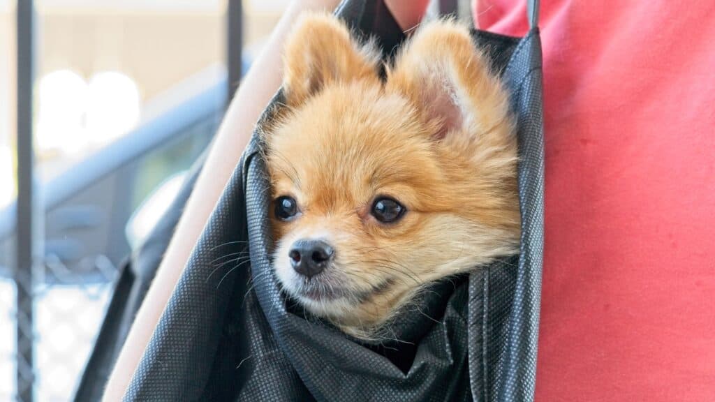 dog in bag on subway. 