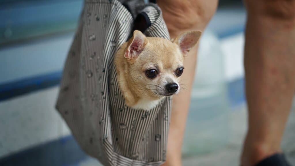 dog in bag on subway.