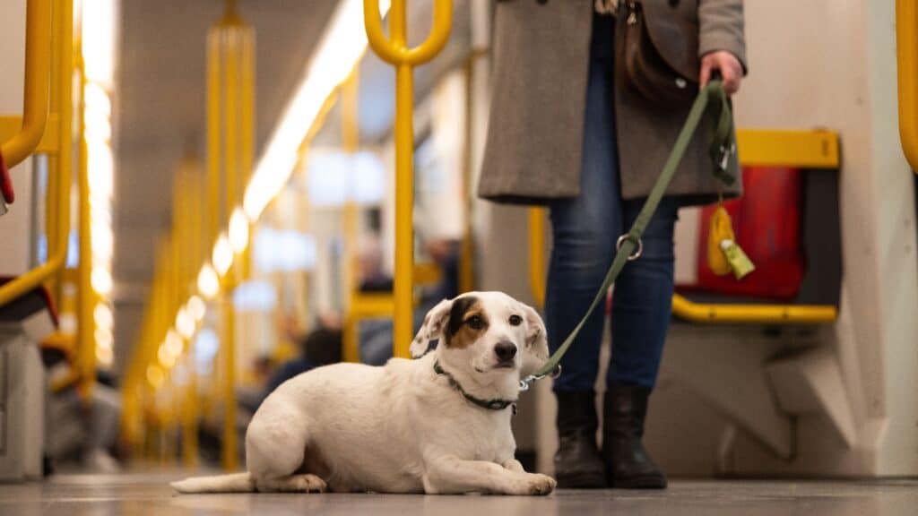 dog in train station. 