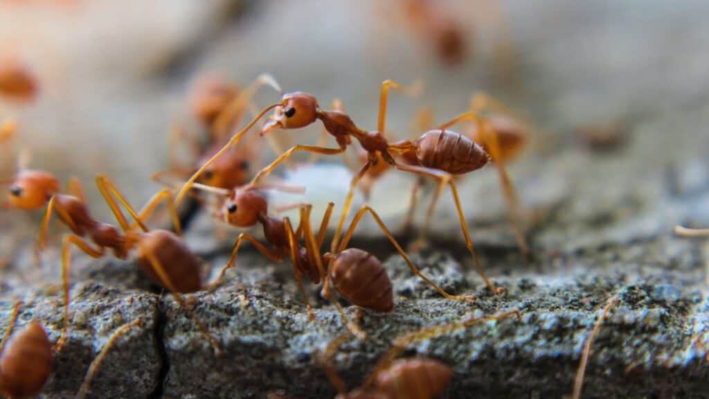 red fire ant. 
