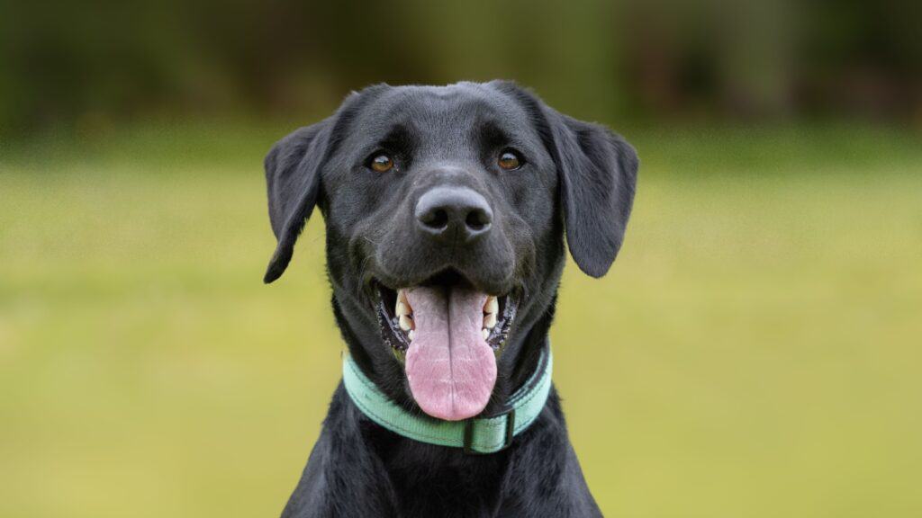 Black lab.