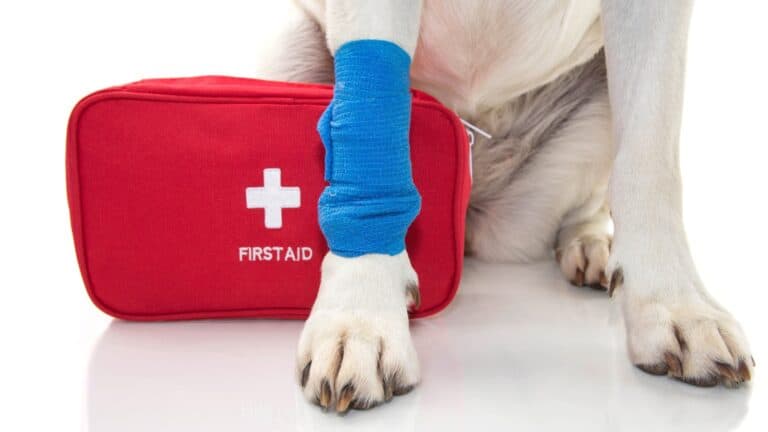 What Every Dog Owner Must Have in Their First Aid Kit (And How To Tell When It’s Truly An Emergency)