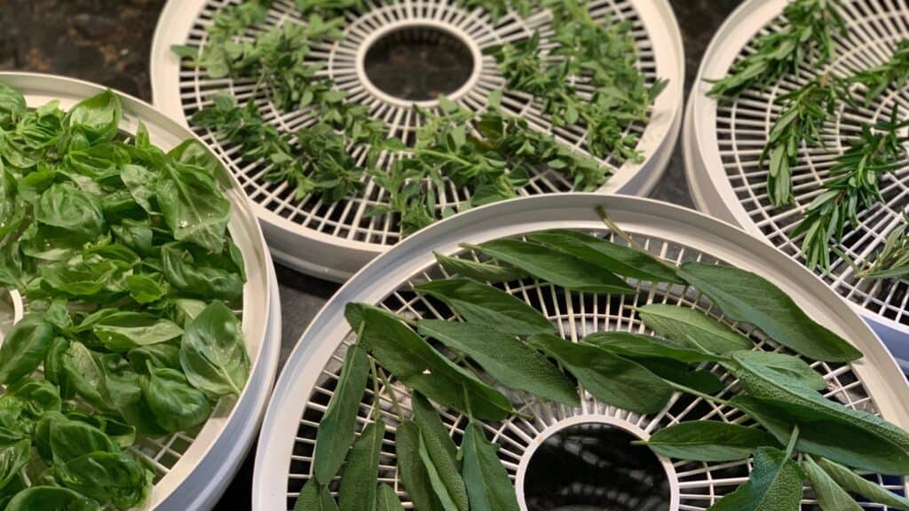 Dehydrating Herbs. 