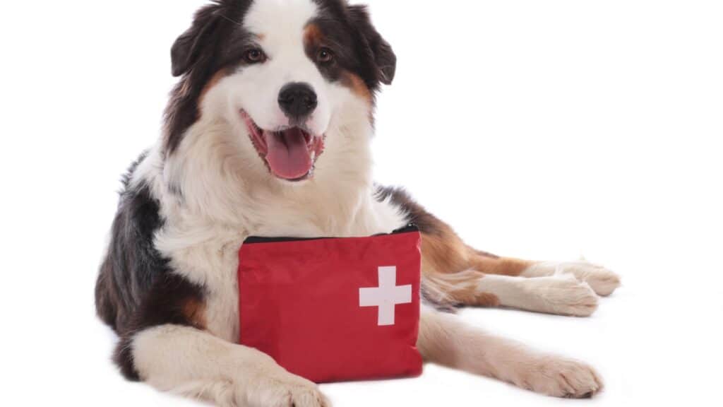 Dog first aid kit. 