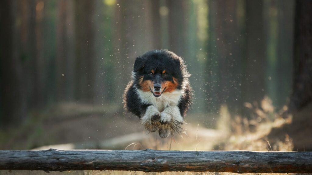 Dog jumping over log. 