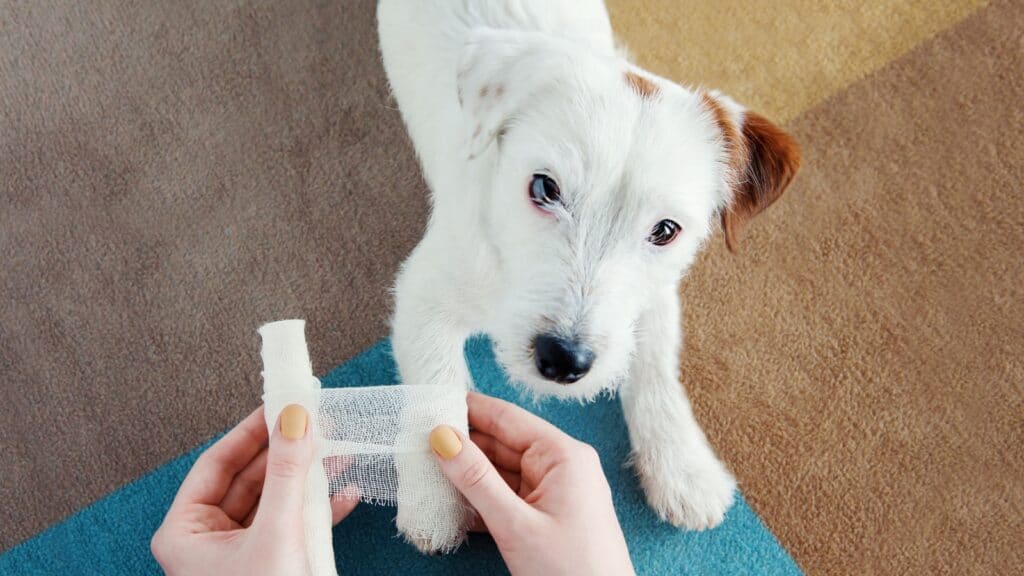 Dog with bandage. 