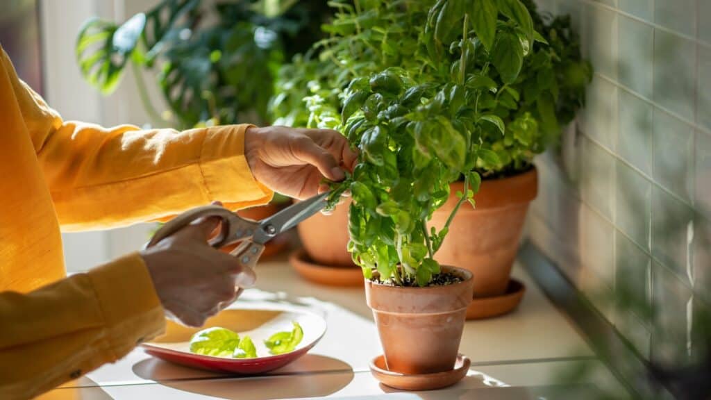 Indoor basil plant. Pruning. 