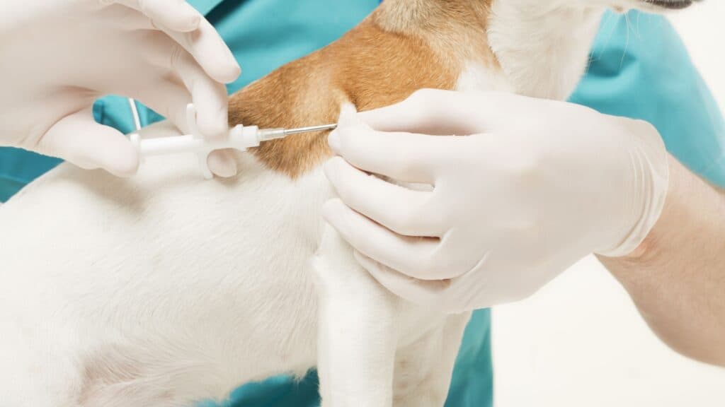 Microchipping a dog. 