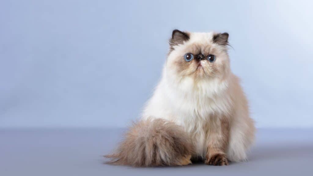 Persian cat. 