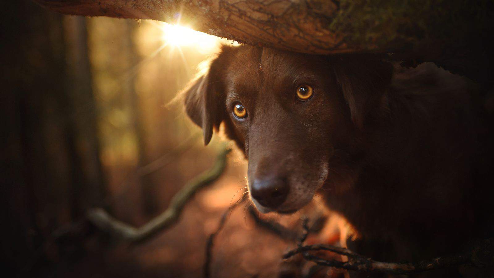 black dog close up in woods