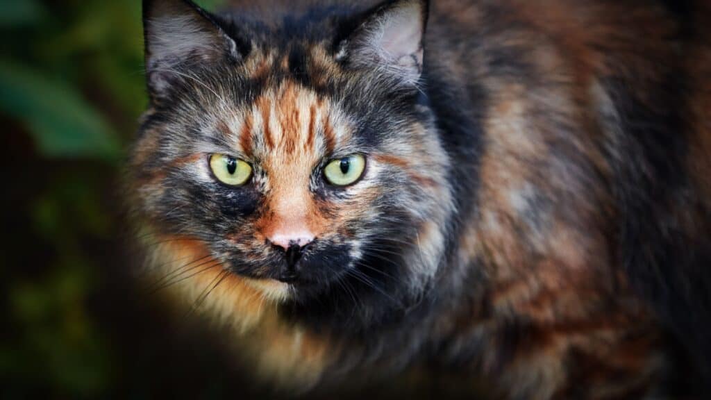 Tortoiseshell cat. 