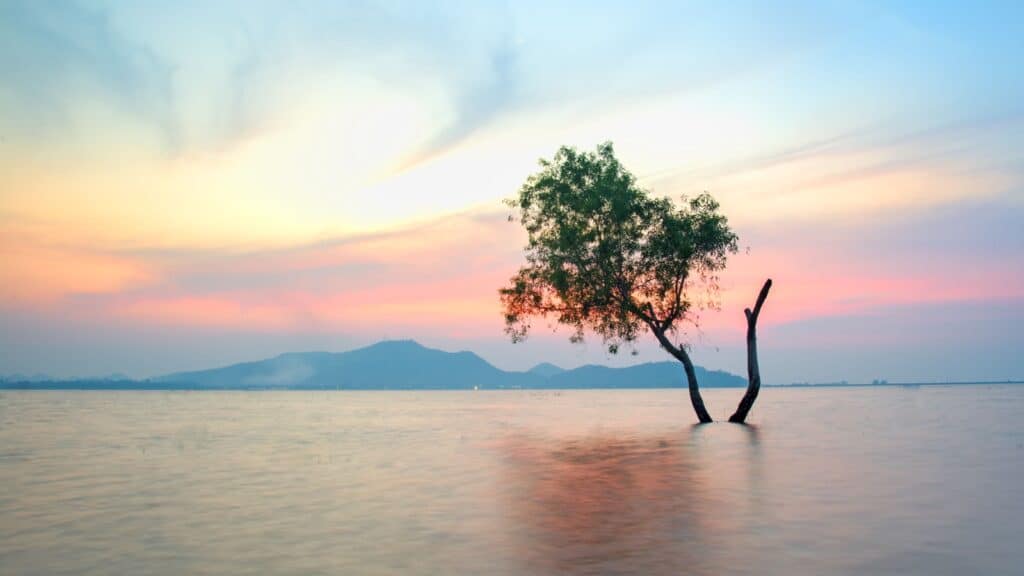 Tree in flood. 