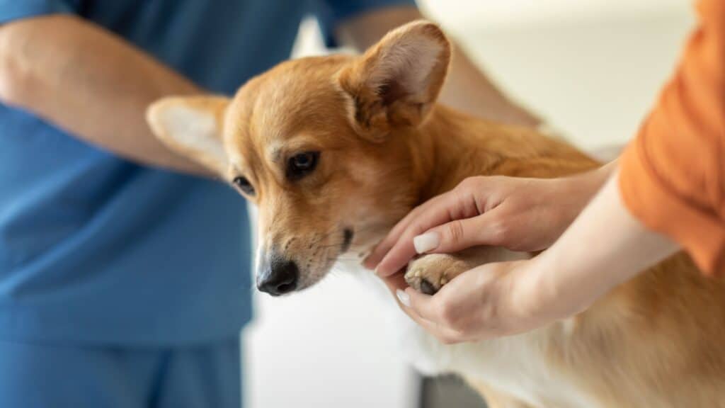 Vet checking dog's paws. 