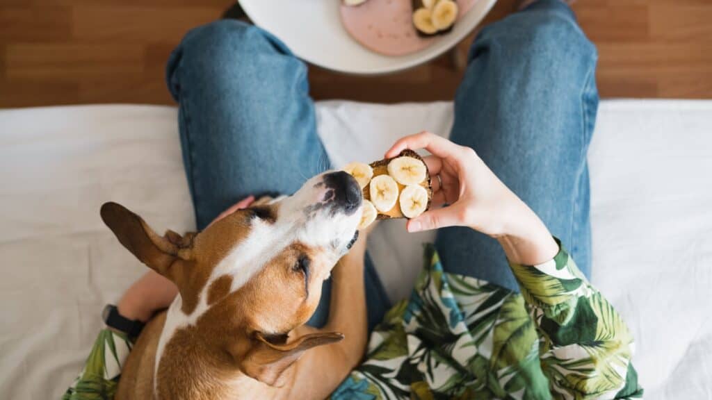 dog sharing food with owner. 