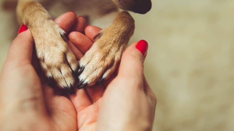 Keep Your Dog’s Paws Safe: 4 Signs the Ground is Too Hot (Plus, First Aid If It’s Too Late!)