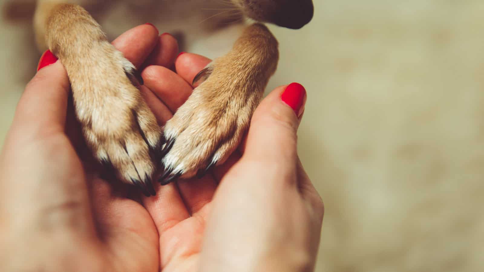 woman holding dog's paws.