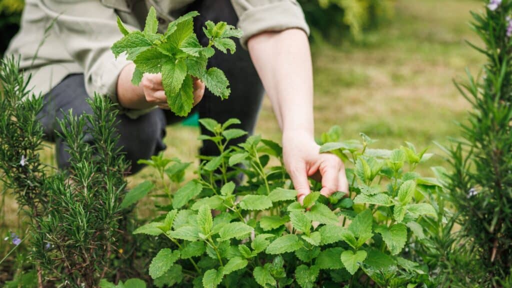 woman picking herbs.