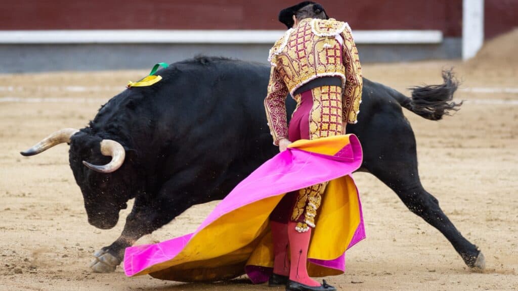 Bull fight. 