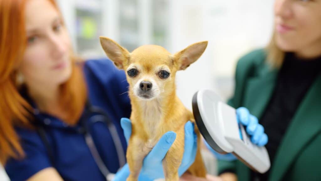 Dog being scanned for microchip. 