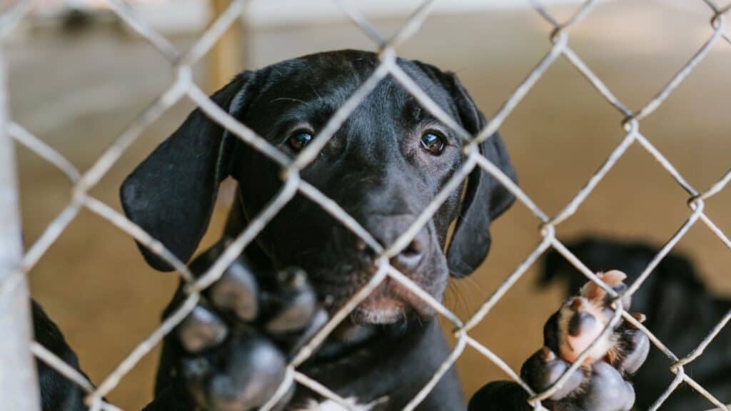 Dog in shelter. 